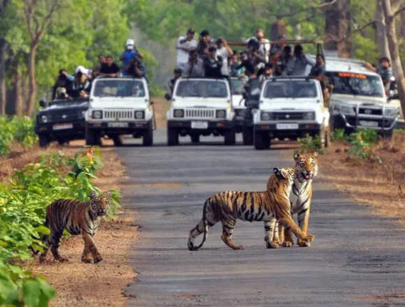 Delhi to Mussoorie, Rishikesh, Jim Corbet, Nainital (7 Night/8 Days)